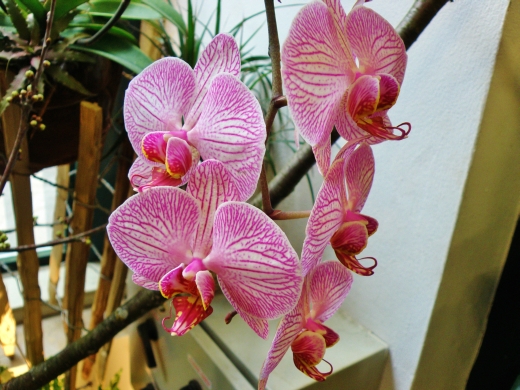 orchidei_2.jpg