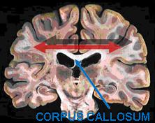 corpus_frontal_oscil_popiska.jpg